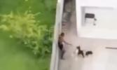 Main image for Dog Takes Down Drug Suspect After He Jumps Wrong Fence.