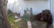 Main image for 500-Pound Bear Moves Into California Home Crawl Space