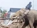 Main image for Trained Elephants Deployed to Clear Flood Debris in Indonesia.