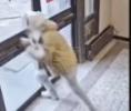 Main image for Man Faces Felony After Smashing Courthouse Door to Escape.