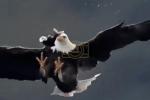 Main image for Bald Eagle Pair Showcases Remarkable Teamwork in Flight.