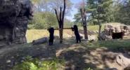 Main image for Young Andean Bears Delight Visitors with Seesaw Play at Queens Zoo.