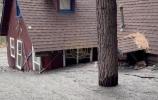 Main image for California Floods Bury Homes as Mudslides Devastate Wrightwood.