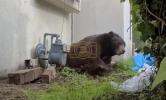 Main image for 550-Pound Bear Finally Evicted After Month Under California Home.