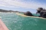 Main image for Quick-Thinking Australians Rescue Wallaby Carried Offshore by Currents.
