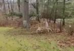 Main image for Deer Rescued After Becoming Entangled in Long Island Zip Line.
