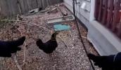 Main image for Runaway Chickens Send Colorado Officer on Wild Chase. 😂