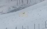 Main image for  Hilarious Video Shows Deer Sliding Down in Icy Hill.