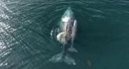 Main image for Drone Captures Motorboat Speeding Over Gray Whale and Calf.
