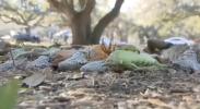 Main image for Viral Video Shows Florida Man Buried in Iguanas 🤣