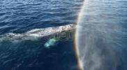 Main image for Drone Captures Gray Whales Swimming Together Off California Coast.