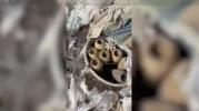 Main image for IDF Uncovers Weapons Hidden in UNRWA Aid Bags Near Gaza.