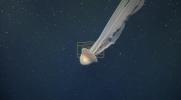 Main image for SEA IT! 😲: Deep-Sea Team Spots School Bus-Sized Jellyfish Off Argentina.  