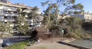 Main image for Dramatic Close Call as Tree Crashes Nearly into a Man and His Dog.