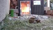 Main image for Leo the Tortoise Survives Fire in Southern California.