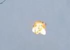 Main image for Ukrainian F-16 Shoots Down Russian Shahed Drone at Close Range.