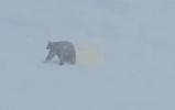 Main image for Bear and Cubs Halt Skiers on California Resort Trail.