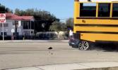 Main image for Dashcam Captures Jaguar Collision With Empty School Bus in Florida.