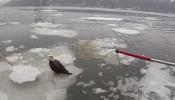 Main image for NYPD Harbor Unit Rescues Injured Bald Eagle From Ice.