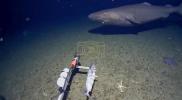 Main image for Rare Sleeper Shark Filmed in Antarctic Depths.