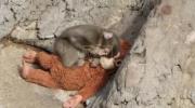 Main image for Viral Orphaned Monkey Named Punch Finds Comfort in Toy Plushy.