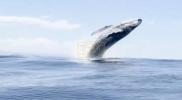 Main image for Viral Video Shows Three Whales Leaping Beside Maui Boat.