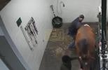 Main image for Horse Kick Sends Farrier Flying Into Wall in Missouri.
