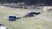 Main image for Man vs Alligator: Swamp Lunch Turns Dangerous in Georgia.