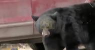 Main image for US Army Reports Two Soldiers Injured in Brown Bear Attack During Alaska Training Exercise.