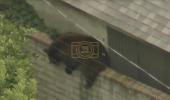 Main image for Bear Captured In LA Neighborhood After Triggering School Lockdowns And Major Safety Response.