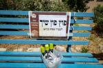 Main image for Shabbos Zachor in Tzfas: Satmar Yetev Lev Eretz Yisroel celebrates Siyum Chatzi HaShas, led by the Satmar Yerushalayim Av Beis Din Shlit"a, son of the Satmar Rebbe Shlit"a.