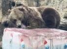 Main image for Summer Delight! Zoo Bears Go Wild for Red White and Blue Rocket Pop Packed with Salmon.