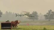 Main image for Sky Battle: Air One Helicopter Saves The Day As Maytown Fires Rage.