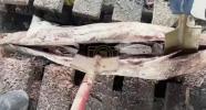 Main image for Frozen Tuna Drug Smuggle Foiled: 500kg of Cocaine Discovered in Russian Port Operation.