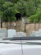Main image for A bear was seen yesterday at the Vizhnitzer Bais Hachaim in Monsey