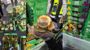 SMUGGLING FOILED: Thousands Of Cigarettes Hidden Inside Pineapples Bound For Gaza Discovered At Kerem Shalom.