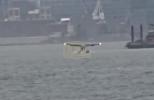 Main image for On-Camera Chaos: Small Plane Crash-Lands in East River, FDNY Pulls 10 to Safety.