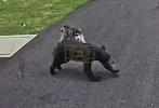 Main image for Brave Husky Stands Her Ground Against Bear to Shield Child in Jaw-Dropping Footage.