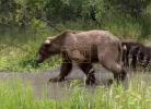 Hiker Stays Calm as Bear Mom and Cubs Pass on Alaska Trail.