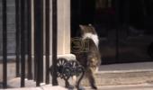 Main image for Larry the Cat Set to Outlast Yet Another PM as Burnham Moves Into No. 10.