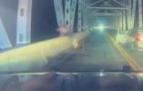 Main image for Crazy Moment: Driver Abandons Car and Leaps Off Bridge to Flee Missouri Police.