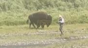 Main image for Clueless Fisherman Has No Idea a Bison Is Closing In Behind Him.