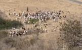 Main image for Watch: Quick-Thinking Sheepdog Clears Path for Rescue Chopper in California.