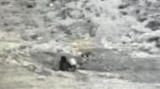 Dramatic Chase Ends in Arrest: Palestinian Caught Digging Tunnel Toward Israel.