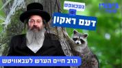 Main image for Caught the Raccoon