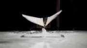 Main image for BIRD-BRAINED BREAKTHROUGH: Flapping Robot Swims, Then Soars