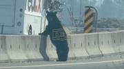 Main image for TRAFFIC STOPPER: Bear Casually Crosses Busy Canada Highway Barrier