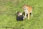 TIGER TRAGEDY STRIKES: Man Dies After Entering Enclosure at Yorkshire Park