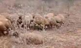 Main image for Nine Sheep and Shepherding Dog Killed in Poisoning Attack in Binyamin