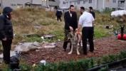 Main image for Two Loose Dogs Cause Brief Scare in Shikun Skvira; Owner Called to Collect Them